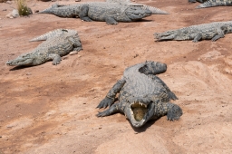 ZVÍŘATA 044 Maroko Agadír CrocoPark Krokodýl nilský IMG_8093